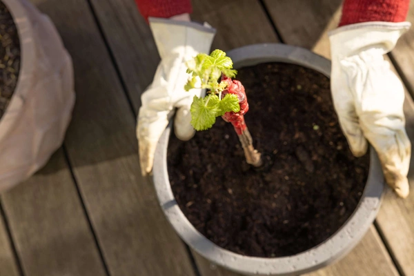 Weinrebe pflanzen: So gelingt der Anbau im Garten & Balkon